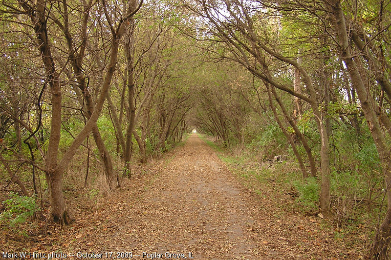 tree tunnel on the Long Prairie Trail