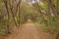 tree tunnel on the Long Prairie Trail