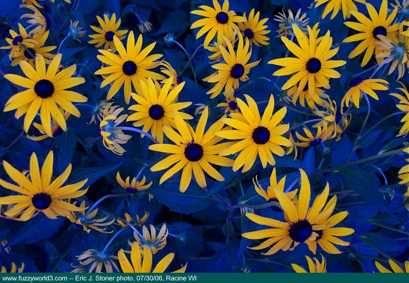 psychedelic black-eyed susans