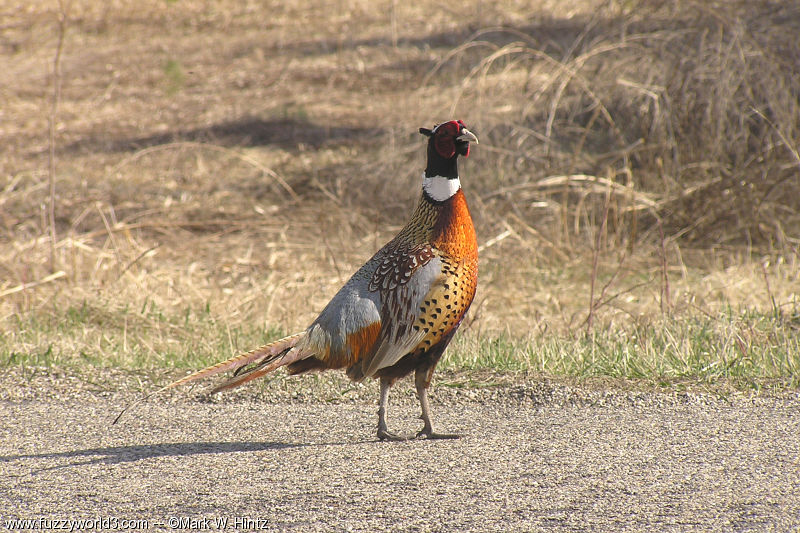 pheasant