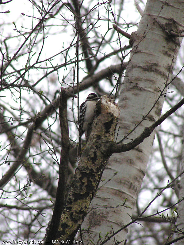 woodpecker