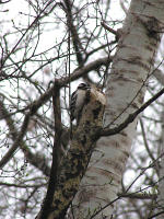 woodpecker