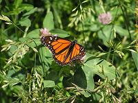 butterfly on clover