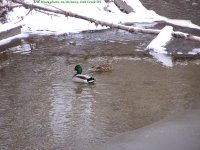 ducks on Oak Creek