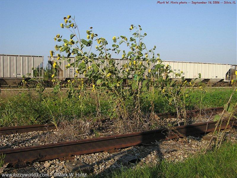 sunflowers growing on an unused rail spur