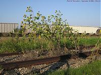 sunflowers growing on an unused rail spur